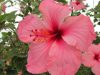 las-flores-salen-a-ligar
